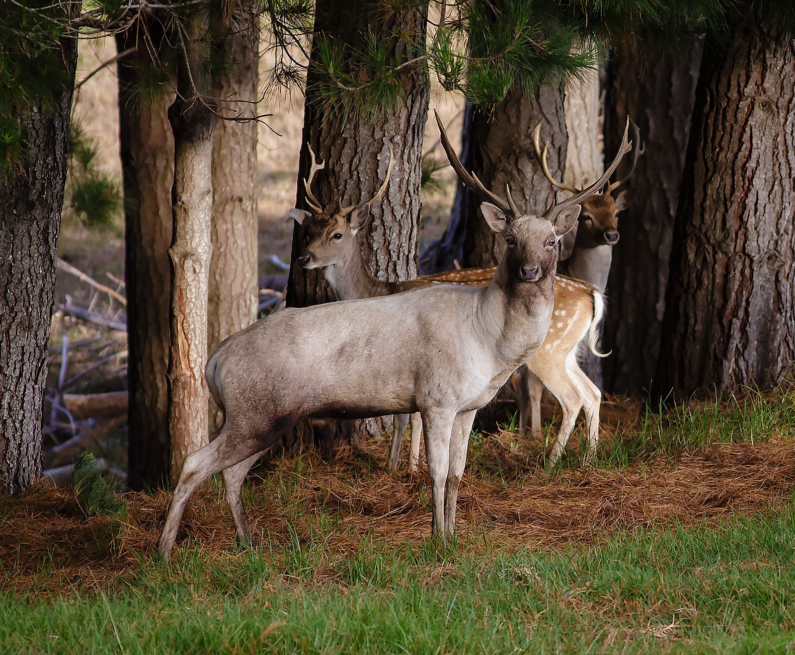 , Balnagown Deer Hunting