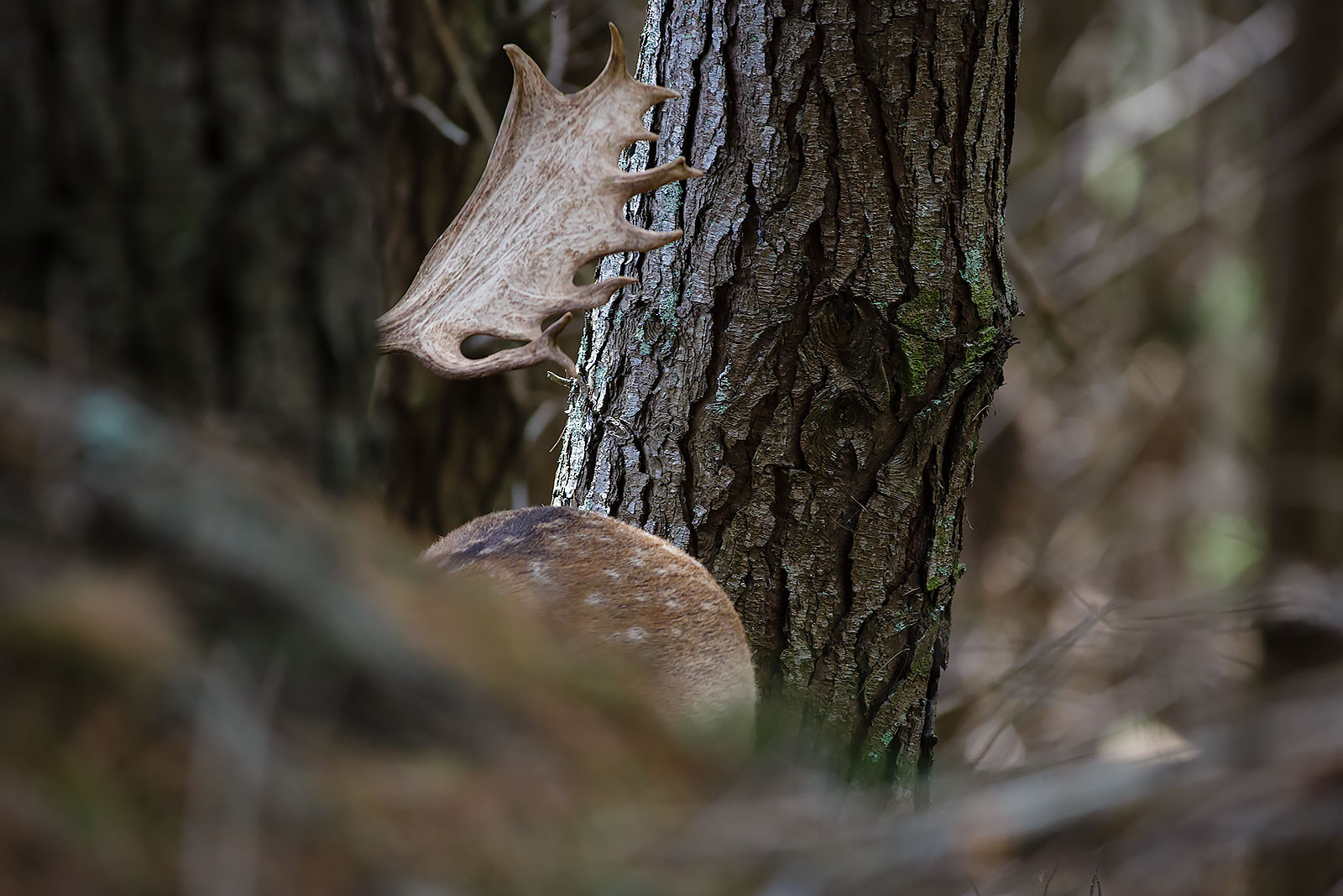 , Balnagown Deer Hunting